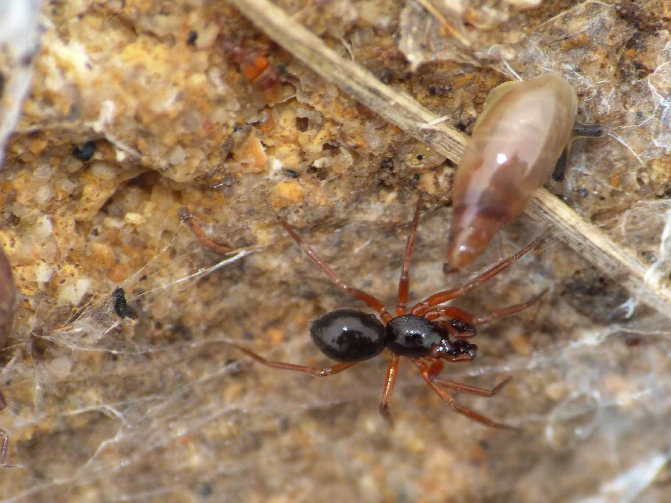 Coppia di Linyphiidae - Santa Severa (RM)